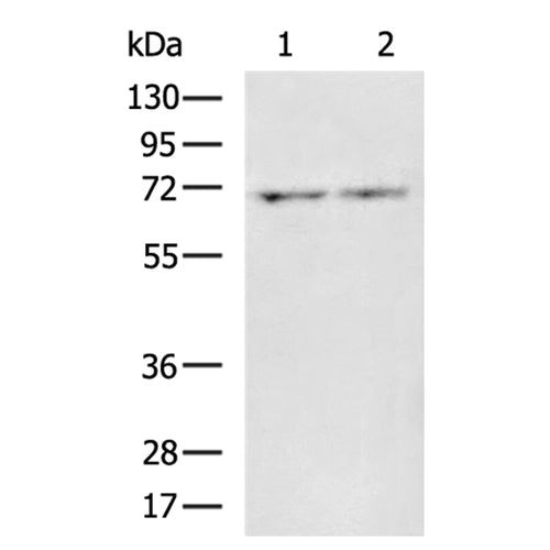 IL18RAP rabbit polyclonal antibody