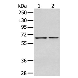 GPC1 rabbit polyclonal antibody