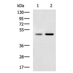 TNFRSF10A rabbit polyclonal antibody