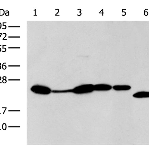 BCL2L11 rabbit polyclonal antibody