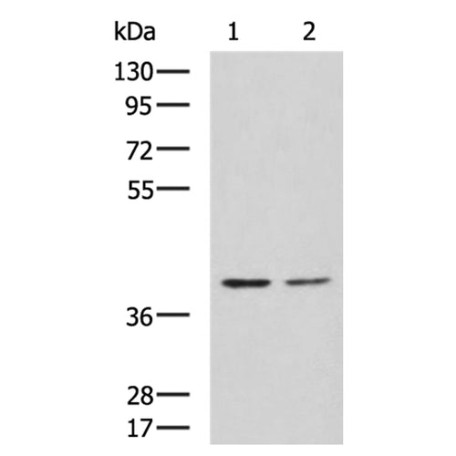 MAFB rabbit polyclonal antibody