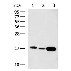 H2BC11 rabbit polyclonal antibody