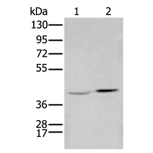 HOXA2 rabbit polyclonal antibody
