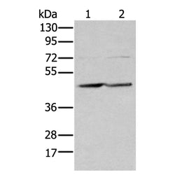EFNB3 rabbit polyclonal antibody