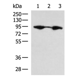 CANX rabbit polyclonal antibody