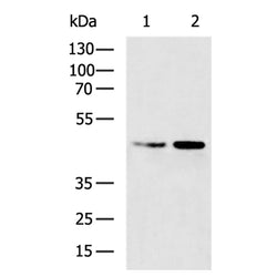 DOK2 rabbit polyclonal antibody