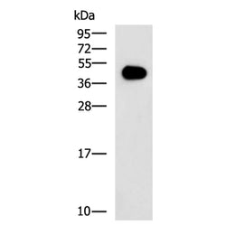 GAP43 rabbit polyclonal antibody