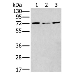 MTHFR rabbit polyclonal antibody