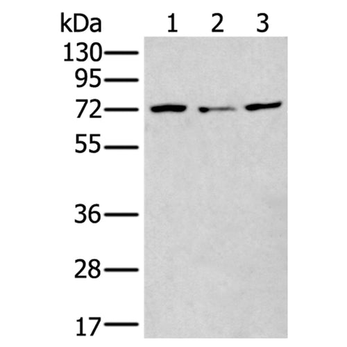MTHFR rabbit polyclonal antibody