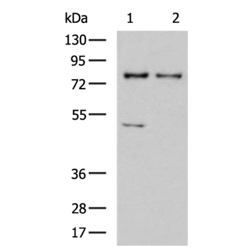 ZDHHC5 rabbit polyclonal antibody