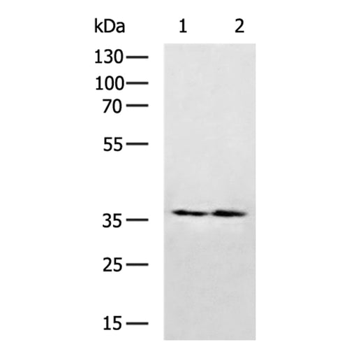 VGLL3 rabbit polyclonal antibody
