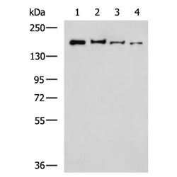 UGGT1 rabbit polyclonal antibody