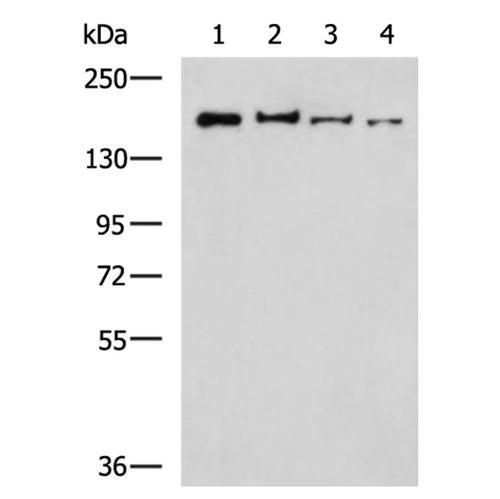 UGGT1 rabbit polyclonal antibody