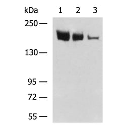 CNTNAP1 rabbit polyclonal antibody