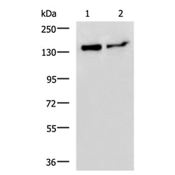 CEBPZ rabbit polyclonal antibody