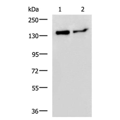 CEBPZ rabbit polyclonal antibody
