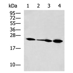 CBLN1 rabbit polyclonal antibody