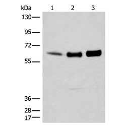 RCOR1 rabbit polyclonal antibody