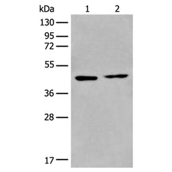 PRMT6 rabbit polyclonal antibody