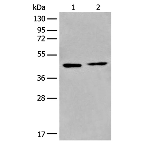 PRMT6 rabbit polyclonal antibody