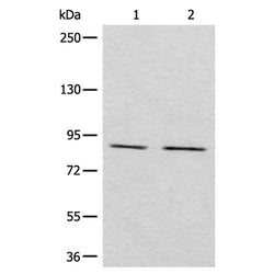 MARK2 rabbit polyclonal antibody