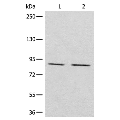 MARK2 rabbit polyclonal antibody