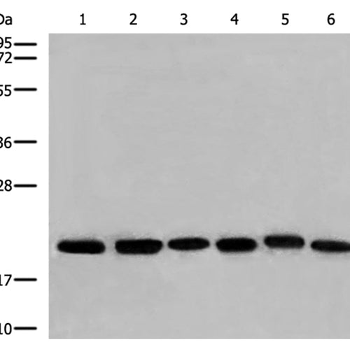ARF3 rabbit polyclonal antibody