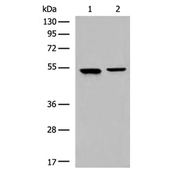 CYP2A13 rabbit polyclonal antibody