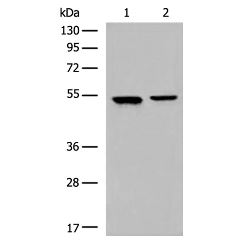 CYP2A13 rabbit polyclonal antibody