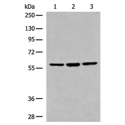DDX56 rabbit polyclonal antibody