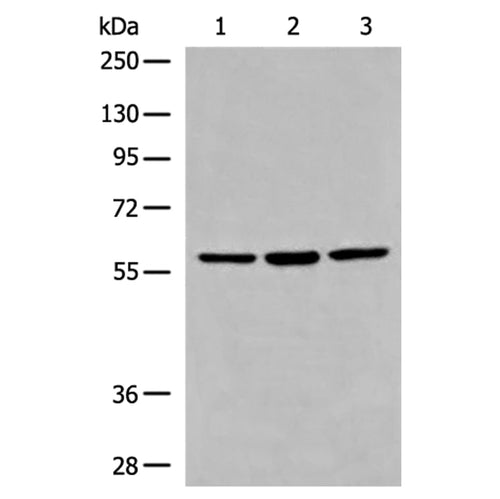 DDX56 rabbit polyclonal antibody