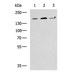 EEA1 rabbit polyclonal antibody