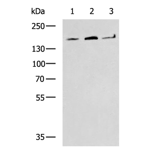 EEA1 rabbit polyclonal antibody