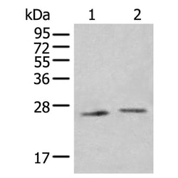 IL34 rabbit polyclonal antibody
