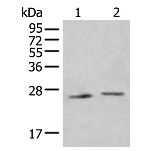 IL34 rabbit polyclonal antibody