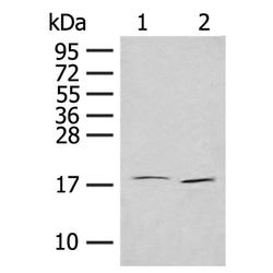 IL7 rabbit polyclonal antibody