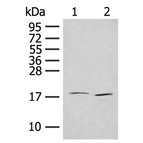 IL7 rabbit polyclonal antibody