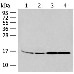 MYDGF rabbit polyclonal antibody