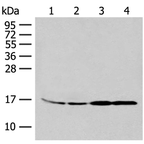MYDGF rabbit polyclonal antibody