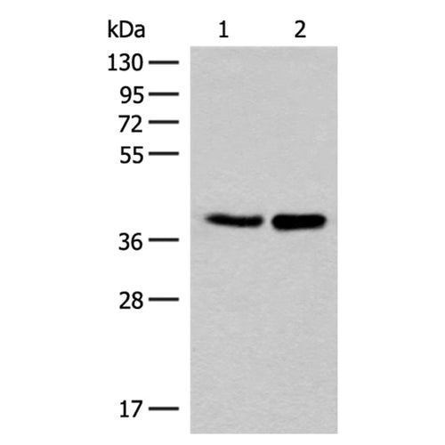 LRATD2 rabbit polyclonal antibody
