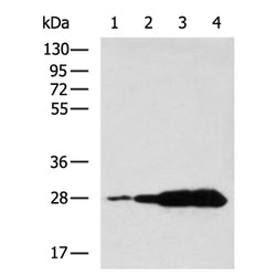 GST tag mouse monoclnal antibody