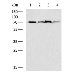 RELA rabbit polyclonal antibody