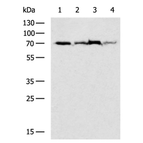 RELA rabbit polyclonal antibody