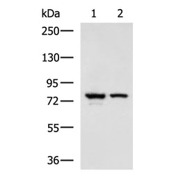IL17RD rabbit polyclonal antibody