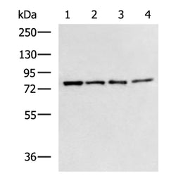 IL1RAP rabbit polyclonal antibody