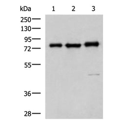 CAPN1 rabbit polyclonal antibody