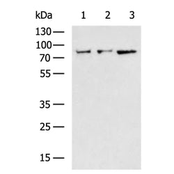 CAPN2 rabbit polyclonal antibody