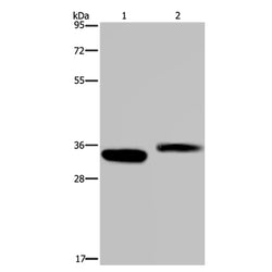 CA4 rabbit polyclonal antibody