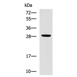 CTSG rabbit polyclonal antibody
