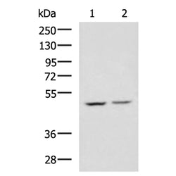 CBX8 rabbit polyclonal antibody